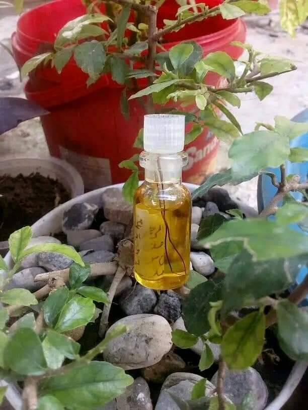 Minyak Bulu Perindu